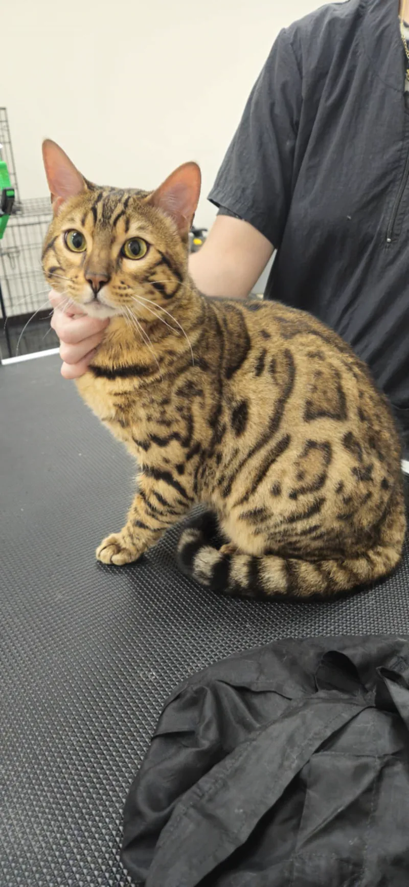 Bengal cat with marbled coat gently held during grooming at TLC Grooming Ottawa