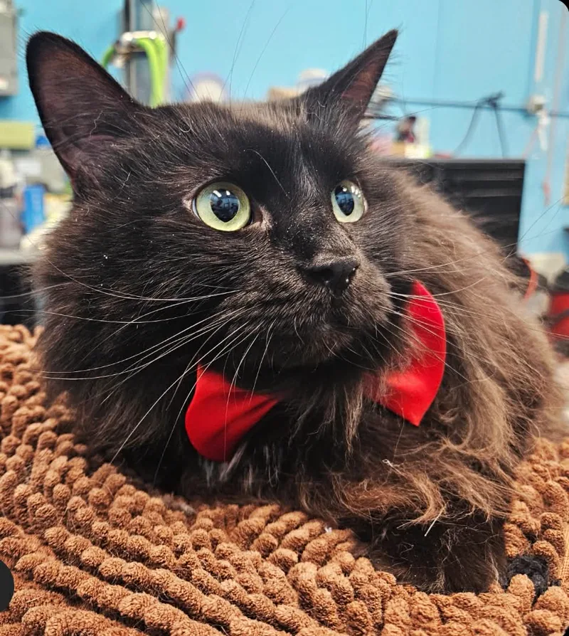 Fluffy black cat in a red bow tie, freshly groomed at TLC Grooming Ottawa