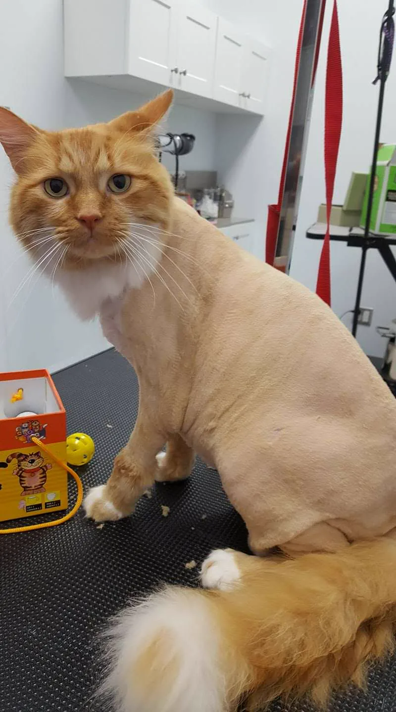 Orange long-haired cat with a lion cut at TLC Grooming Ottawa
