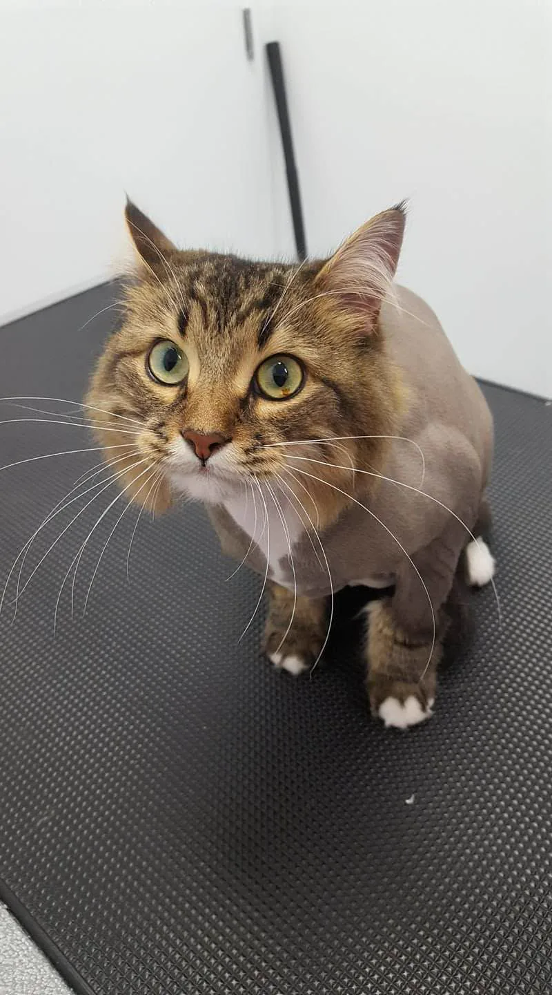 Tabby cat with a lion cut, fluffy head and shaved body, at TLC Grooming Ottawa