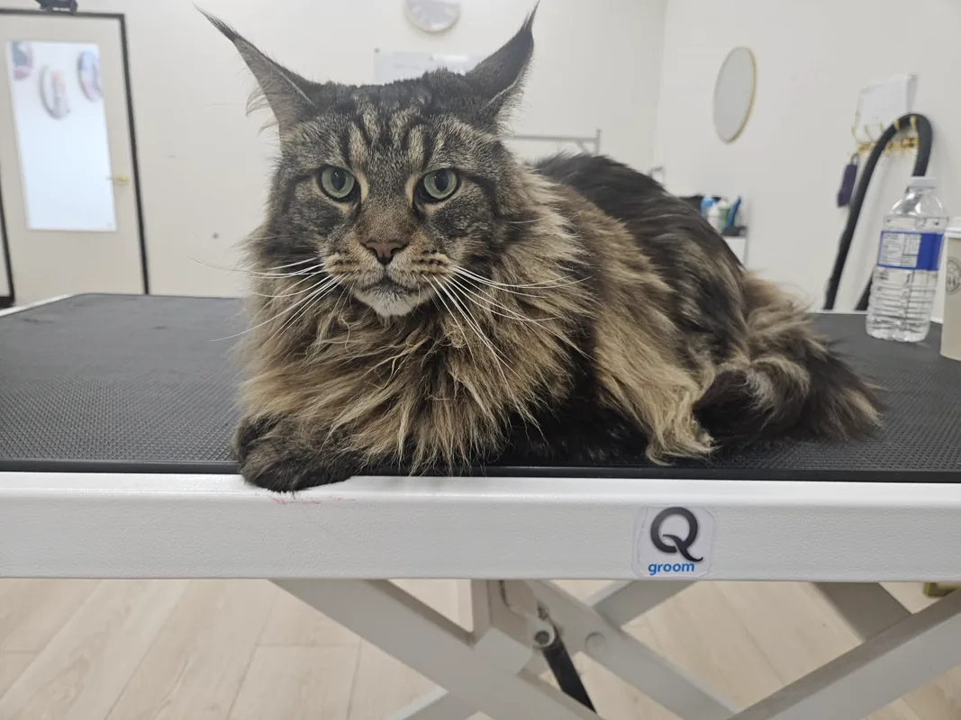 Maine Coon cat groomed on the table at TLC Grooming Ottawa