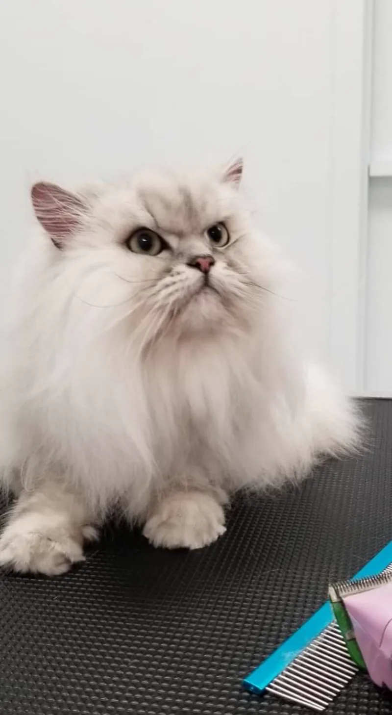 Silver Persian cat freshly groomed and fluffed at TLC Grooming Ottawa