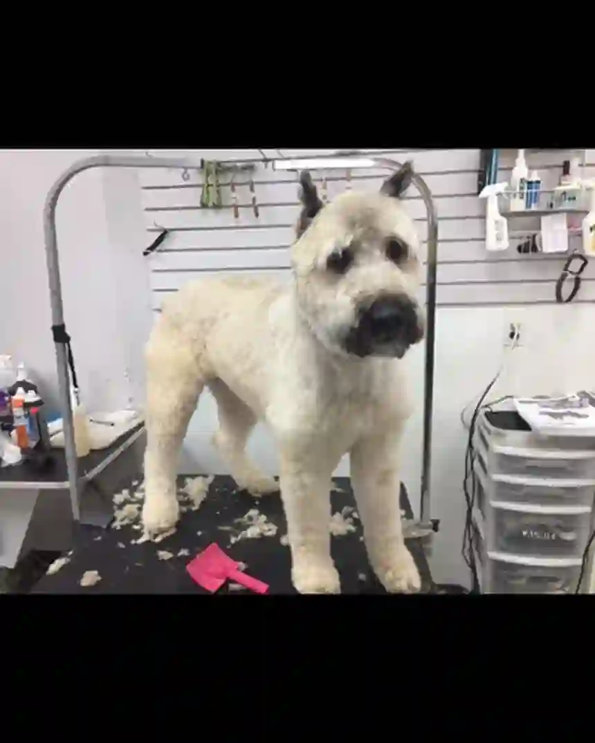 A large wheaten terrier standing for a full groom in the TLC shop