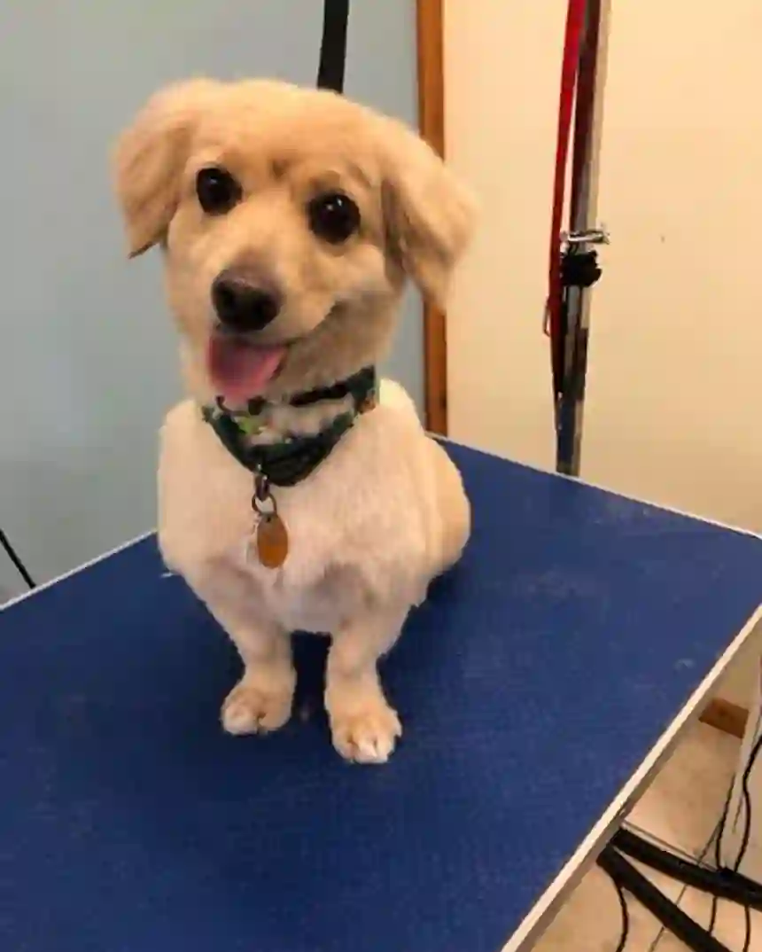 A freshly groomed cream-coloured dog smiling on the grooming table