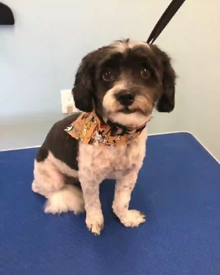 A black and white doodle wearing a bandana after grooming at TLC