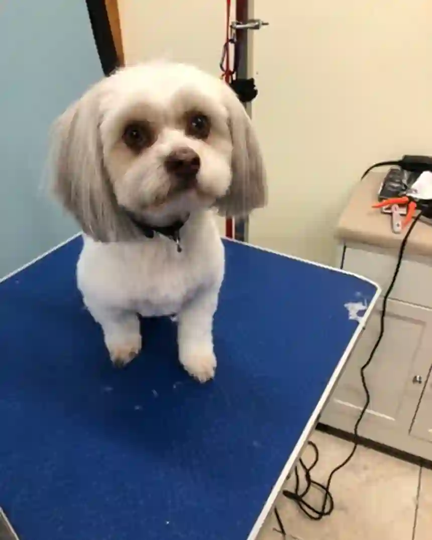 A silver Lhasa-style dog with a clean teddy-bear face trim