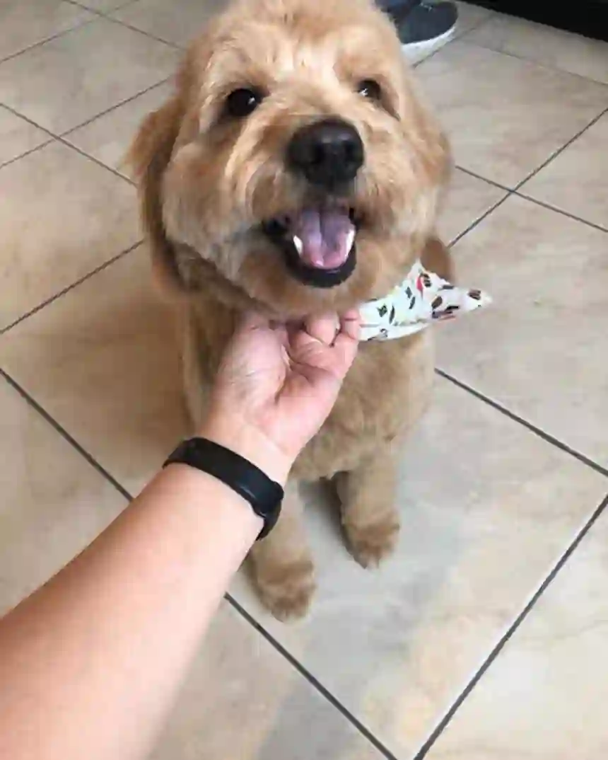 A happy golden doodle getting a chin scratch after grooming at TLC Grooming Ottawa