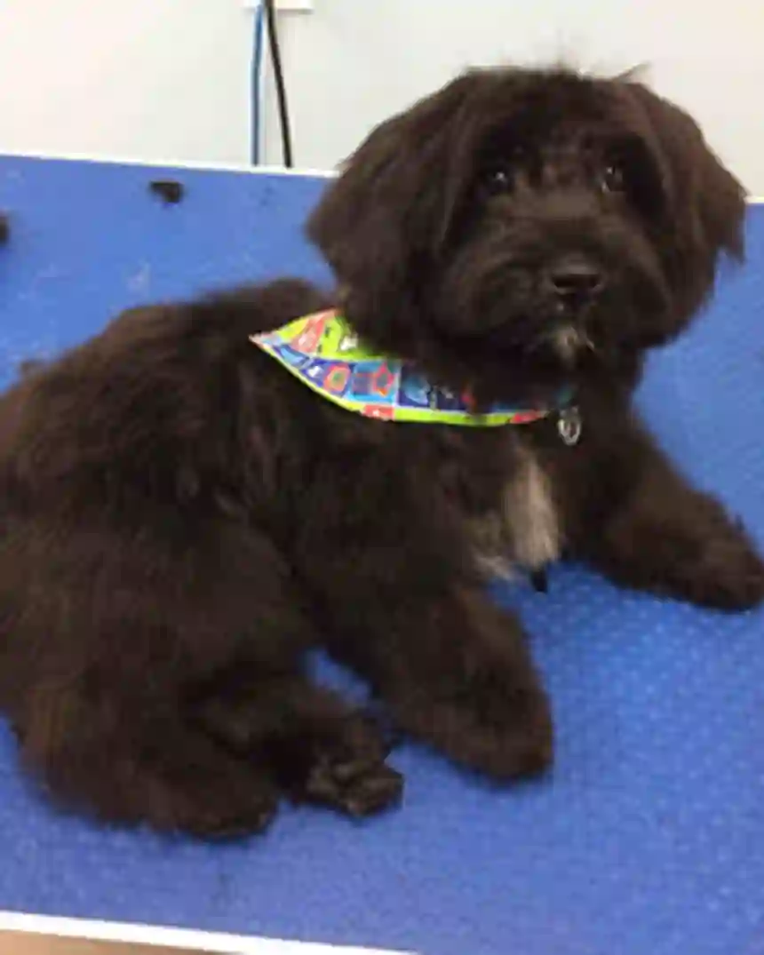 A black schnauzer-doodle puppy after a gentle first groom