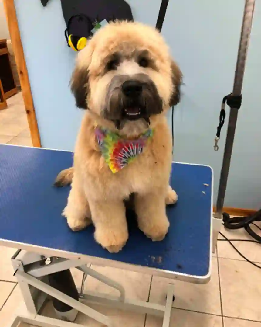 A fluffy wheaten doodle puppy with a tie-dye bandana after a full groom