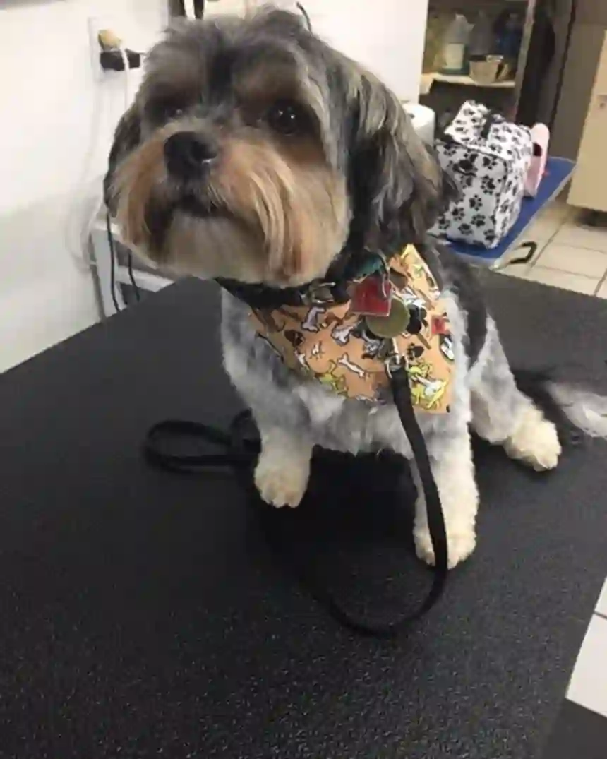 A grey and white small dog freshly groomed with a tidy face
